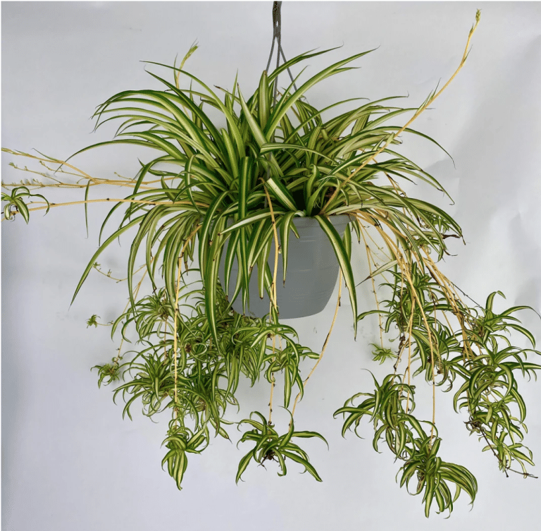 hanging spider plant in gray planter